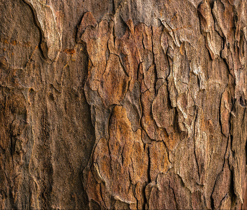 Close-up of textured brown cork tree bark - photo thanks to jude-infantini-mI-QcAP95Ok-unsplash